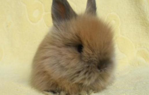 貓貓兔仔兔的管理-貓貓兔幼兔的飼養管理