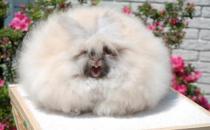 巨型安哥拉兔的價格是多少？