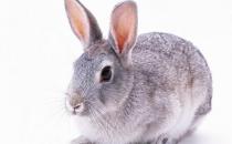 巨型格仔兔怎么養？巨型格仔兔養殖方法