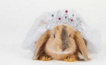 巨型花明兔的簡介-巨型花明兔是什么兔子？