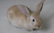 雷克斯兔的產地-雷克斯兔的外形特征