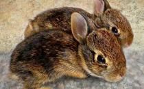 琉球兔的產地-琉球兔是怎樣的？