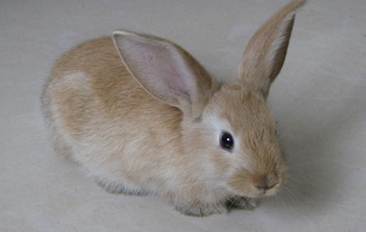 迷你雷克斯兔怎么養？迷你雷克斯兔的產地