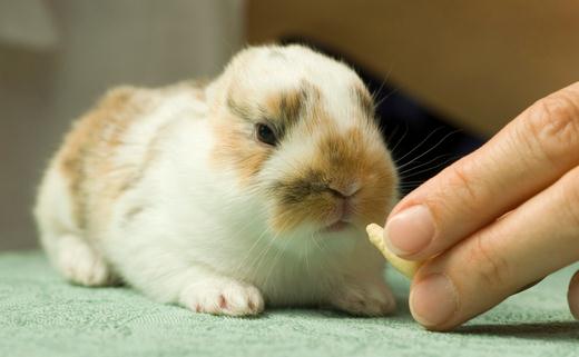 迷你兔的簡介-迷你兔是什么？