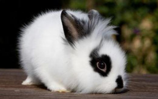 獅子頭兔的飼養方法是什么？