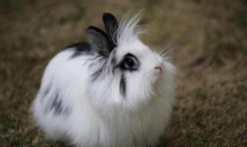 獅子頭兔對生活環境有什么要求？