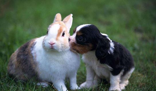 塔里木兔的兔籠應該如何選擇？