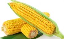 每逢佳節胖三斤？十種刮油食物越吃越瘦