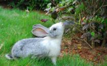 青紫藍兔怎么養？青紫藍兔養殖方法