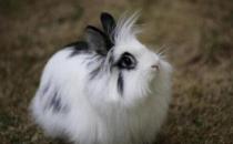 獅子頭兔對生活環境有什么要求？