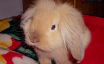 獅子兔的價格-獅子兔多少錢能買到？