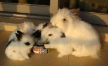 獅子兔對生存環境有什么要求？