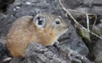 鼠兔產自哪里？鼠兔的外形特征