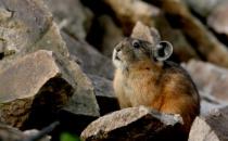 鼠兔如何繁殖后代？