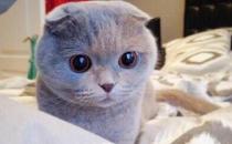 蘇格蘭折耳貓的產地-蘇格蘭折耳貓的價格