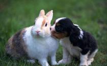 塔里木兔的兔籠應該如何選擇？