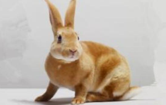 太行山兔怎么養？太行山兔吃什么？