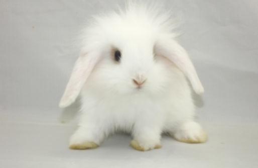 西施兔的產地是哪里？西施兔的兔籠怎么設計？