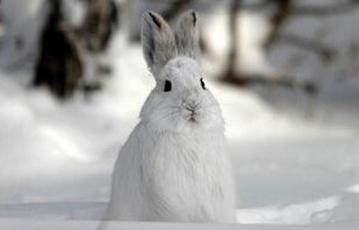 雪兔的生存環境是怎樣的？