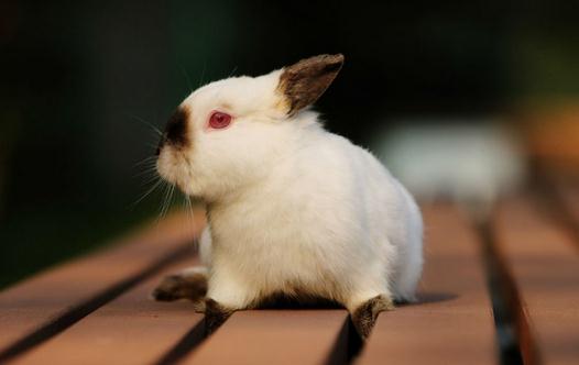 喜馬拉雅兔產地和體型特征