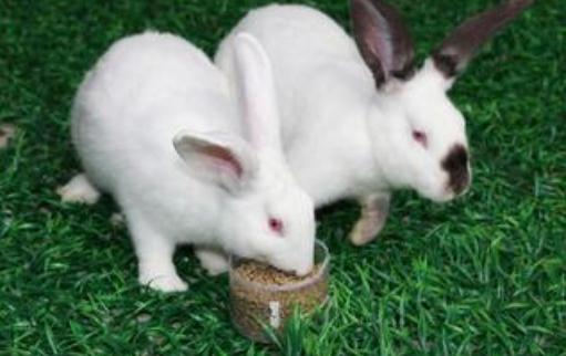 伊拉兔的簡介 伊拉兔是什么？