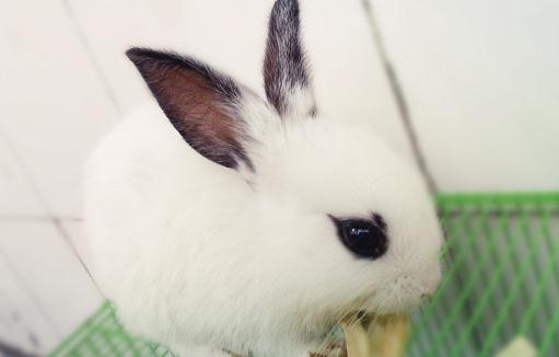 熊貓兔是什么兔子？熊貓兔的簡介