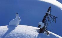 雪兔的形態特征和生活習性