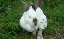 伊拉兔的經濟養殖法 伊拉兔的喂養