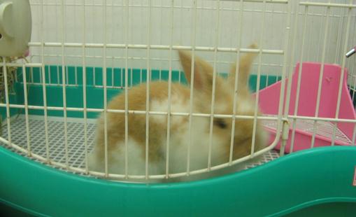 銀狐兔的簡介 銀狐兔是怎樣的？