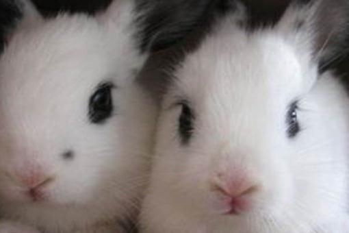 銀狐兔怎么養(yǎng)？銀狐兔的喂養(yǎng)方法