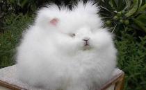 英國安哥拉兔能喝水嗎？安哥拉兔怎么養(yǎng)？