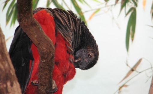 彼斯奎氏鸚鵡的簡介 彼斯奎氏鸚鵡的產地
