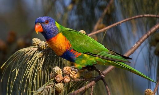 彩虹吸蜜鸚鵡的簡(jiǎn)介 彩虹吸蜜鸚鵡的產(chǎn)地