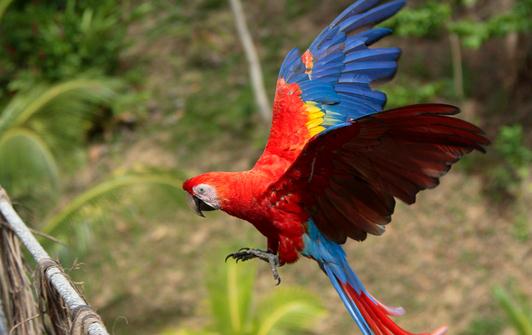 緋紅金剛鸚鵡怎么養？緋紅金剛鸚鵡的特點