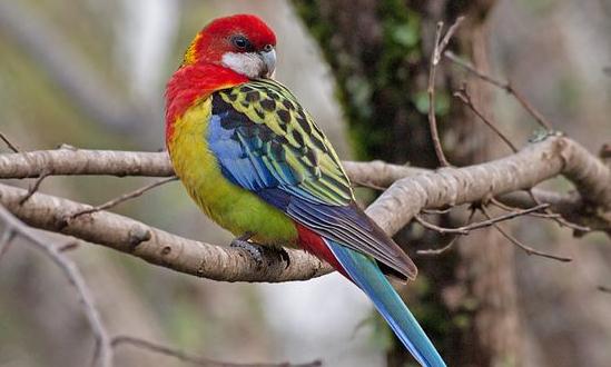 超級鸚鵡的簡介 超級鸚鵡的產地