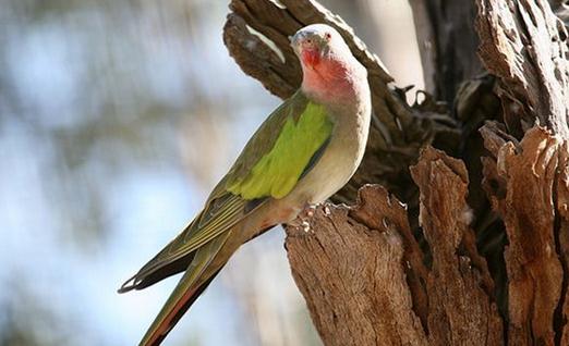 公主鸚鵡產(chǎn)地產(chǎn)自哪里？公主鸚鵡的簡介