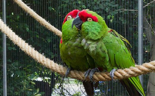 海角鸚鵡的簡介 海角鸚鵡的產地