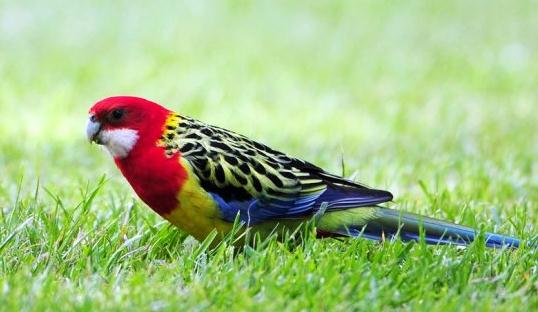 東玫瑰鸚鵡的簡介 東玫瑰鸚鵡的產(chǎn)地