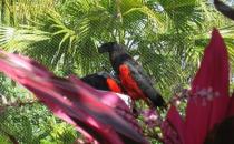 彼斯奎氏鸚鵡吃什么？彼斯奎氏鸚鵡的飼養(yǎng)方法