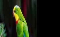 超級鸚鵡如何繁殖？超級鸚鵡的飼養方法