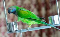 大緋胸鸚鵡和小緋胸鸚鵡有什么區別？