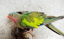 公主鸚鵡的飼養方法 公主鸚鵡價格