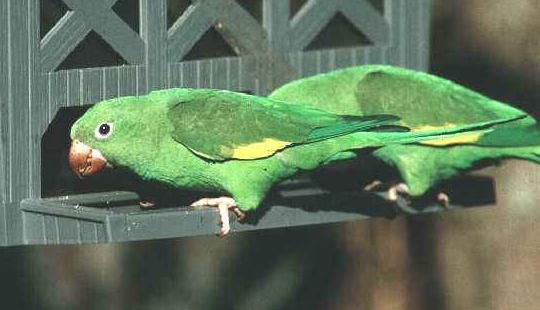 黑帽錐尾鸚鵡的體型 黑帽錐尾鸚鵡的飼養方法