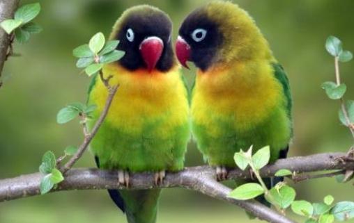 黑頭凱克鸚鵡如何繁殖？黑頭凱克鸚鵡的飼養(yǎng)方法