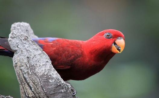 紅色吸蜜鸚鵡產地 紅色吸蜜鸚鵡簡介