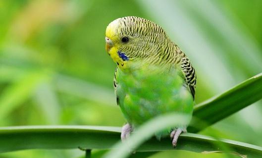 虎皮鸚鵡是怎樣的？虎皮鸚鵡的產(chǎn)地
