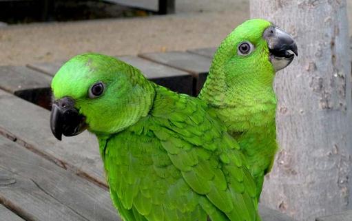 黃頸亞馬遜鸚鵡的簡(jiǎn)介 黃頸亞馬遜鸚鵡的產(chǎn)地