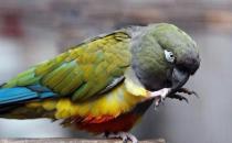 黑帽錐尾鸚鵡的簡介 黑帽錐尾鸚鵡的產地