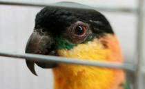 黑頭凱克鸚鵡是什么？黑頭凱克鸚鵡的生活習性