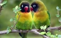 黑頭凱克鸚鵡如何繁殖？黑頭凱克鸚鵡的飼養(yǎng)方法